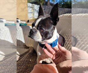 Boston Terrier-Unknown Mix Dogs for adoption in Valrico, FL, USA