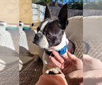 Small Photo #1 Boston Terrier-Unknown Mix Puppy For Sale in Valrico, FL, USA