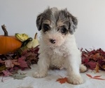 Small Photo #25 Schnoodle (Miniature) Puppy For Sale in GOSHEN, IN, USA