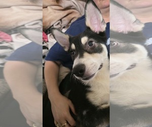 Bolt 2 - Male Siberian Husky-Unknown Mix Dog for Adoption - Photo #2