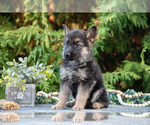 Small #2 German Shepherd Dog