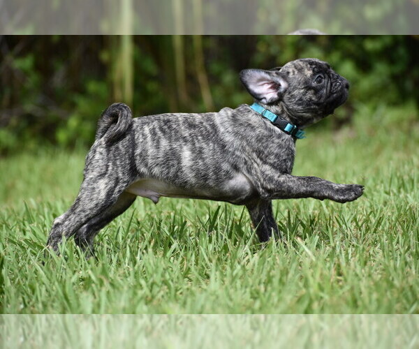 Medium Photo #2 Pug Puppy For Sale in PALM COAST, FL, USA