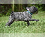Small #1 Pug