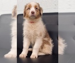 Small Photo #4 Australian Shepherd Puppy For Sale in CINCINNATI, OH, USA