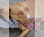 Small #21 American Staffordshire Terrier Mix