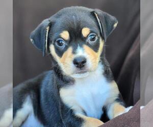 Chihuahua-Unknown Mix Dogs for adoption in San Diego, CA, USA