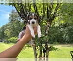 Puppy Clover Beagle