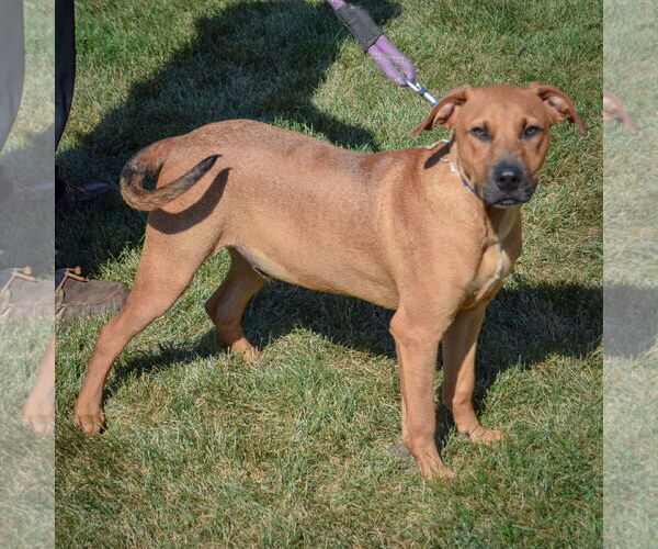 Medium Photo #4 Boxer-German Shepherd Dog Mix Puppy For Sale in Huntley, IL, USA