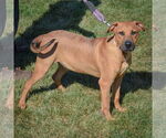 Small #3 Boxer-German Shepherd Dog Mix