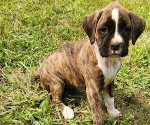 Boxer Litter for sale in EAST LONGMEADOW, MA, USA