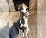 Small #5 Treeing Walker Coonhound