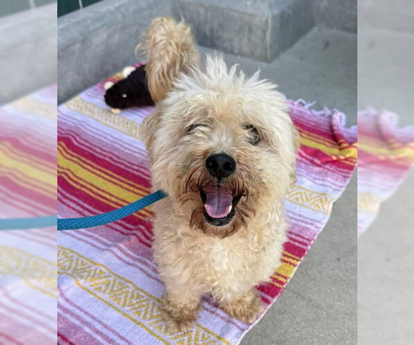 Medium Photo #2 Poodle (Miniature) Puppy For Sale in Rancho Cucamonga, CA, USA