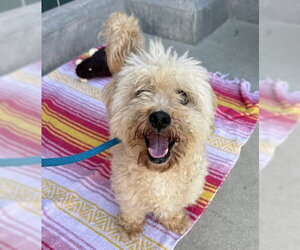 FINNEGAN - Male Poodle (Miniature) Dog for Adoption - Photo #2