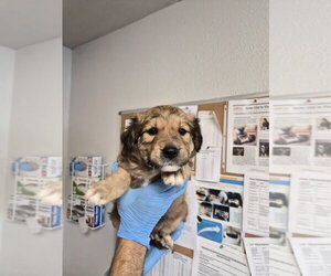 Aussie Pyrenees Dogs for adoption in Bolivar, MO, USA