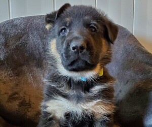 German Shepherd Dog Puppy for sale in WYKOFF, MN, USA