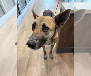 German Shepherd Dog Dogs for adoption in Pearland, TX, USA