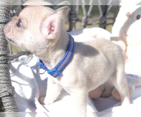 Medium Photo #12 French Bulldog Puppy For Sale in CAPE CORAL, FL, USA