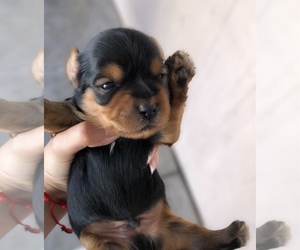 Yorkshire Terrier Puppy for sale in MORENO VALLEY, CA, USA