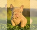 Small #11 French Bulldog