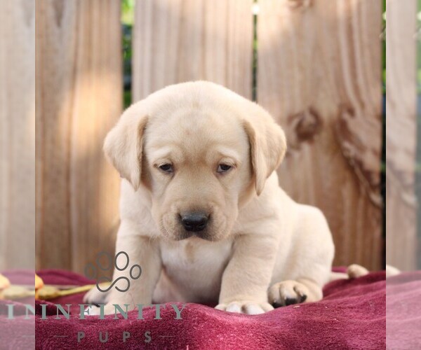 Medium Photo #2 Labrador Retriever Puppy For Sale in SHIPPENSBURG, PA, USA