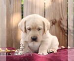 Ranger - Male Labrador Retriever Puppy for Sale - Photo #2