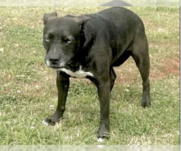 Medium Photo #2 Labsky Puppy For Sale in Houston, TX, USA