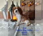 Small #1 Cavalier King Charles Spaniel