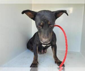 Doxie-Pin Dogs for adoption in Houston, TX, USA