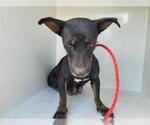 Small Doxie-Pin