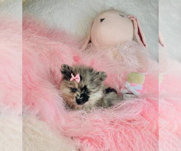 Medium Photo #17 Pomeranian Puppy For Sale in FT LAUDERDALE, FL, USA