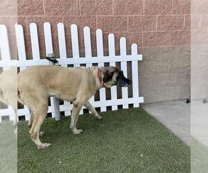 Anatolian Shepherd Dogs for adoption in Modesto, CA, USA