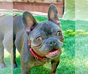 French Bulldog Dogs for adoption in Citrus Heights, CA, USA