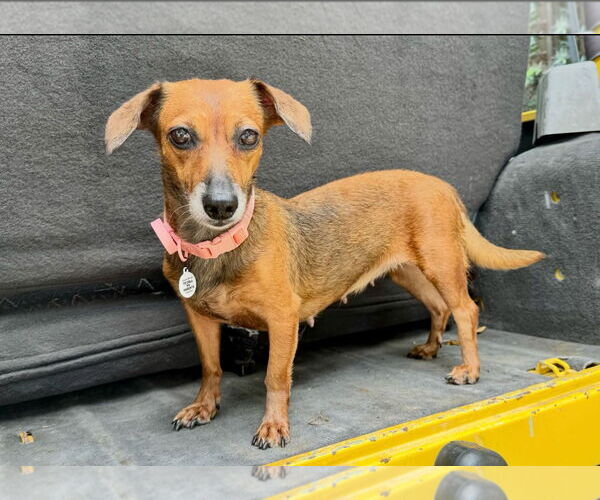 Medium Photo #4 Dachshund Puppy For Sale in Weston, FL, USA