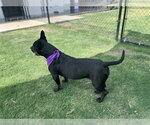 Small #1 Mutt