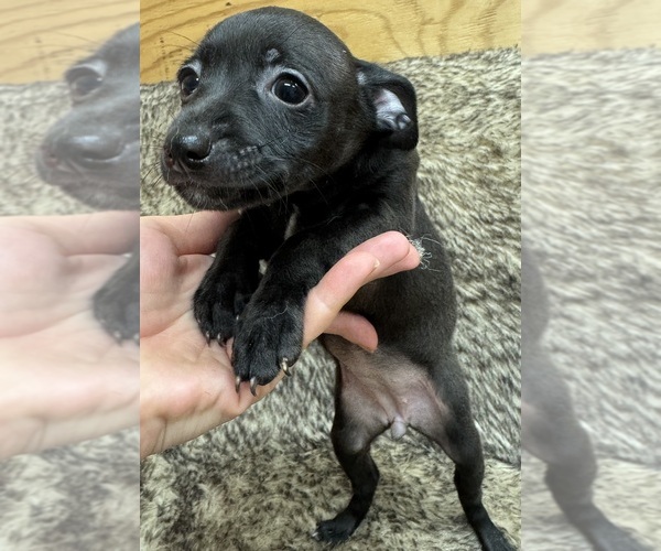 Medium Photo #6 Rat Terrier Puppy For Sale in WHITAKERS, NC, USA