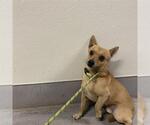 Small Chihuahua