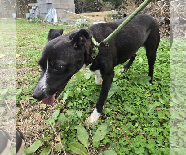 Medium Photo #3 Mutt Puppy For Sale in Jackson, MS, USA