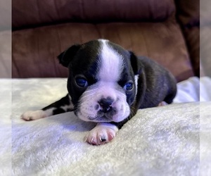 Boston Terrier Puppy for sale in WASHBURN, MO, USA