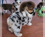 Small Photo #16 Miniature Australian Shepherd Puppy For Sale in MIDDLEBURG, FL, USA