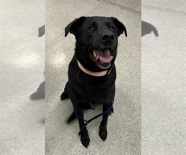 Medium Photo #1 Labrador Retriever Puppy For Sale in Fort Collins, CO, USA