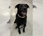 Small Labrador Retriever