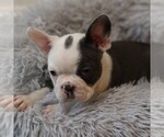 Small Photo #3 Faux Frenchbo Bulldog Puppy For Sale in EAST EARL, PA, USA