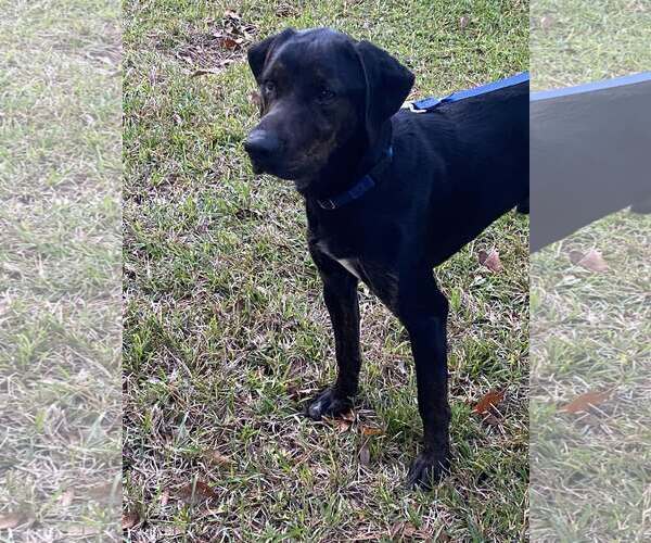 Medium Photo #1 Labrador Retriever-Plott Hound Mix Puppy For Sale in Oakhurst, NJ, USA