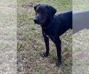 Labrador Retriever-Plott Hound Mix Dogs for adoption in Oakhurst, NJ, USA