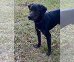 Small Labrador Retriever-Plott Hound Mix