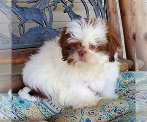 Shih Tzu Puppy for sale in DONGOLA, IL, USA