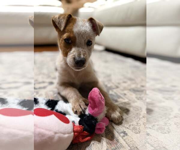 Medium Photo #1 - Mix Puppy For Sale in Turlock, CA, USA