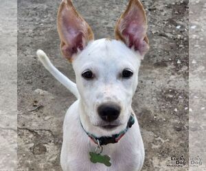 Retriever -Unknown Mix Dogs for adoption in Washington, DC, USA