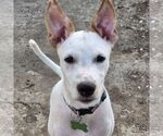 Small Retriever  Mix