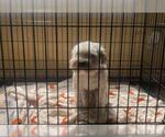 Small Poodle (Miniature) Mix